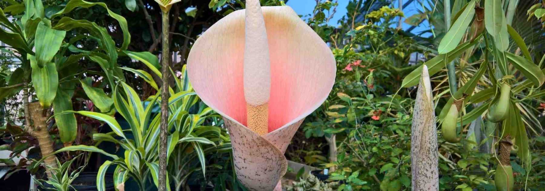 # Amorphophallus: Planting and Care  

## Introduction  
The *Amorphophallus*, commonly known as the "Voodoo Lily" or "Devil's Tongue," is a fascinating tuberous plant renowned for its spectacular inflorescence and distinctive scent. Native to tropical regions of Asia and Africa, this exotic plant will add an unusual touch to your garden or indoor space.  

## Planting  

### When to Plant  
The best time to plant *Amorphophallus* tubers is in **spring**, once the risk of frost has passed and the soil has warmed up.  

### Where to Plant  
- **Outdoors**: Choose a **sheltered, partially shaded** spot with well-draining, humus-rich soil.  
- **Indoors**: Plant in a **large pot** with drainage holes, using a mix of potting compost and perlite.  

### How to Plant  
1. **Prepare the soil**: Loosen it and enrich it with compost.  
2. **Plant the tuber**: Place it **horizontally**, about **10–15 cm deep**, with the growing tip facing upwards.  
3. **Water lightly**: Keep the soil **moist but not waterlogged**.  

## Care  

### Watering  
- **During growth**: Water **regularly**, ensuring the soil stays **damp**.  
- **Dormancy period (winter)**: **Reduce watering** significantly to prevent rot.  

### Fertilising  
Apply a **balanced liquid fertiliser** every **2–3 weeks** during the growing season to support vigorous growth.  

### Winter Care  
- **In cold climates**: Dig up tubers before the first frost and store them in a **cool, dry place** (10–12°C).  
- **In pots**: Move indoors to a frost-free location.  

## Common Issues  

### Pests & Diseases  
- **Slugs and snails**: Protect young shoots with organic deterrents.  
- **Root rot**: Avoid overwatering and ensure good drainage.  

### Flowering & Scent  
The **large, striking flower** emits a strong odour resembling **rotting meat** to attract pollinators—best appreciated from a distance!  

## Conclusion  
With its dramatic appearance and easy-care nature, *Amorphophallus* is a must-have for exotic plant enthusiasts. Follow these simple guidelines, and you’ll enjoy its unique beauty year after year.  

**Tip**: Pair it with ferns or hostas for a striking tropical effect!  

---  
*Happy gardening!* ????