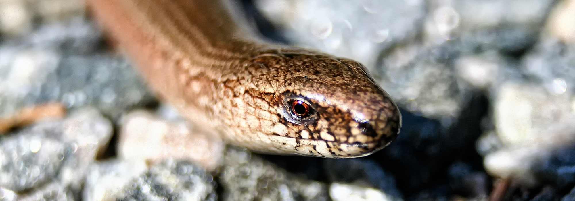 The common slowworm or fragile slowworm
