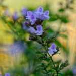 Calamintha: 5 Pairing Ideas