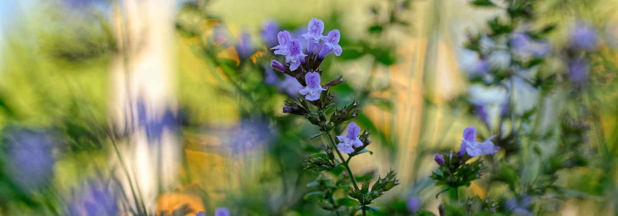 Calamintha: 5 Pairing Ideas