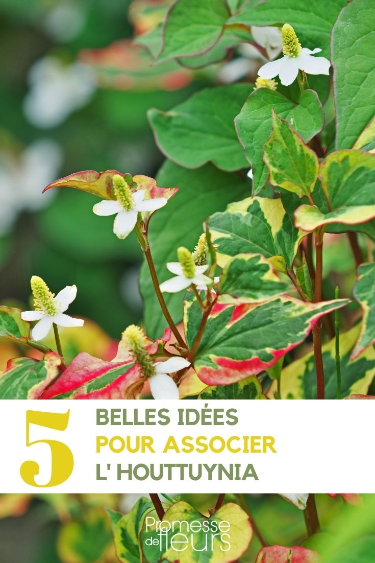 [houttuynia_cordata]Houttuynia Association in the Garden[/houttuynia_cordata]