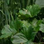 Associate the Darmera