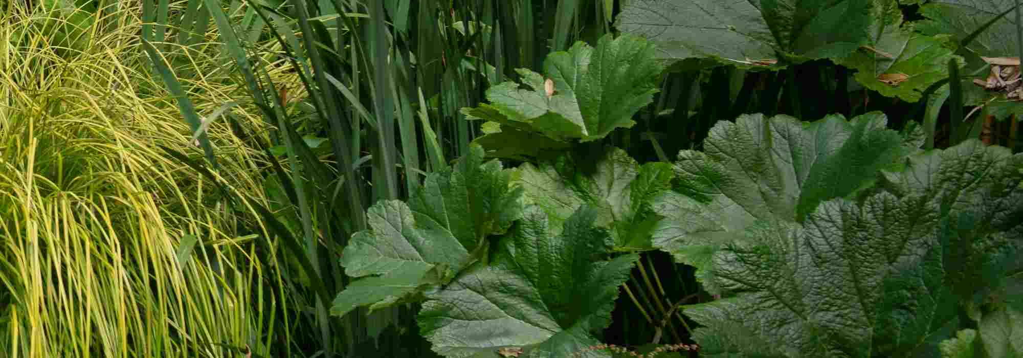 Associate the Darmera