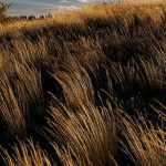 Chionochloa: Planting, Growing and Caring
