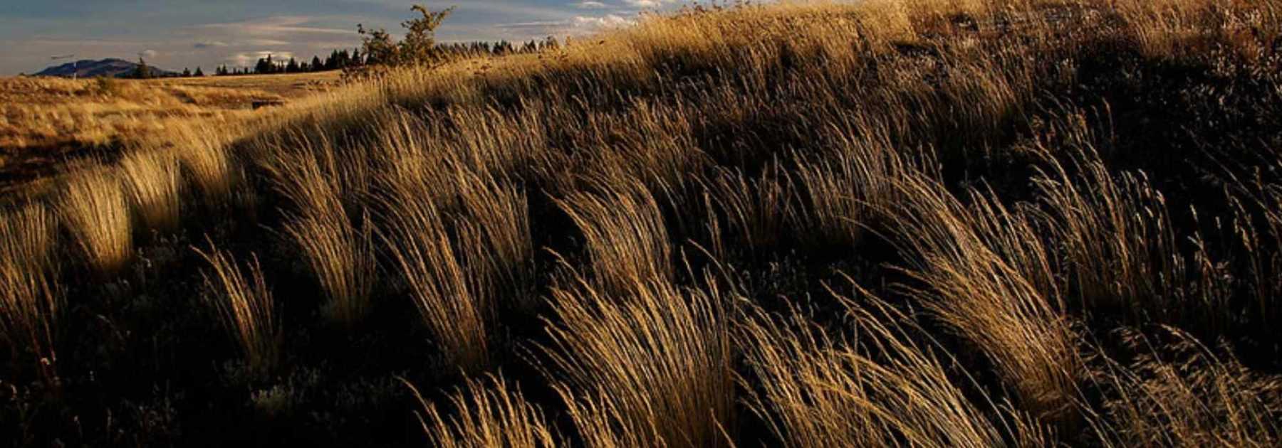 Chionochloa: Planting, Growing and Caring