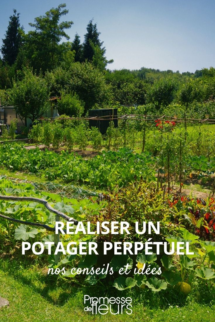 perennial vegetables in permaculture