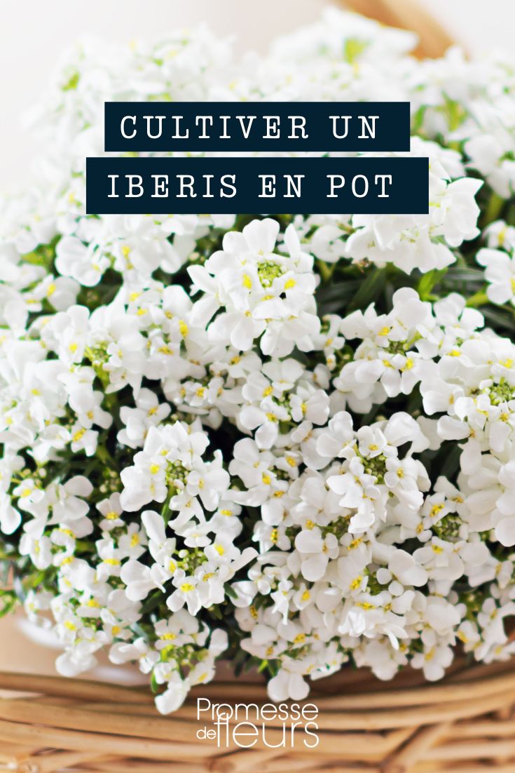 [plant id="123" common_name="Candytuft" container="pot" basket="silver" location="balcony" planter="container"]