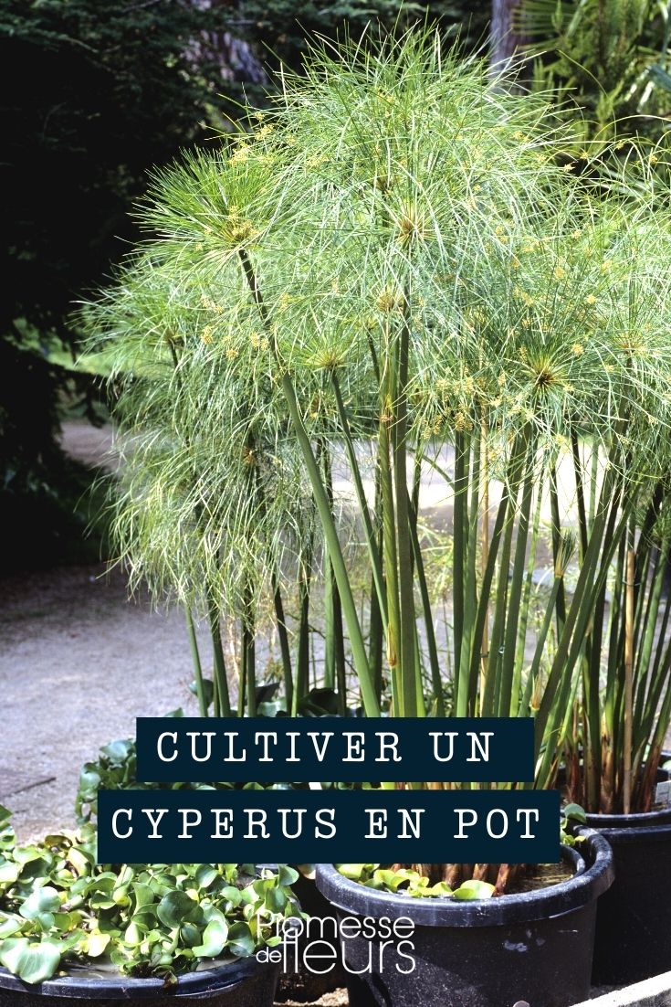 Growing a cyperus in a pot