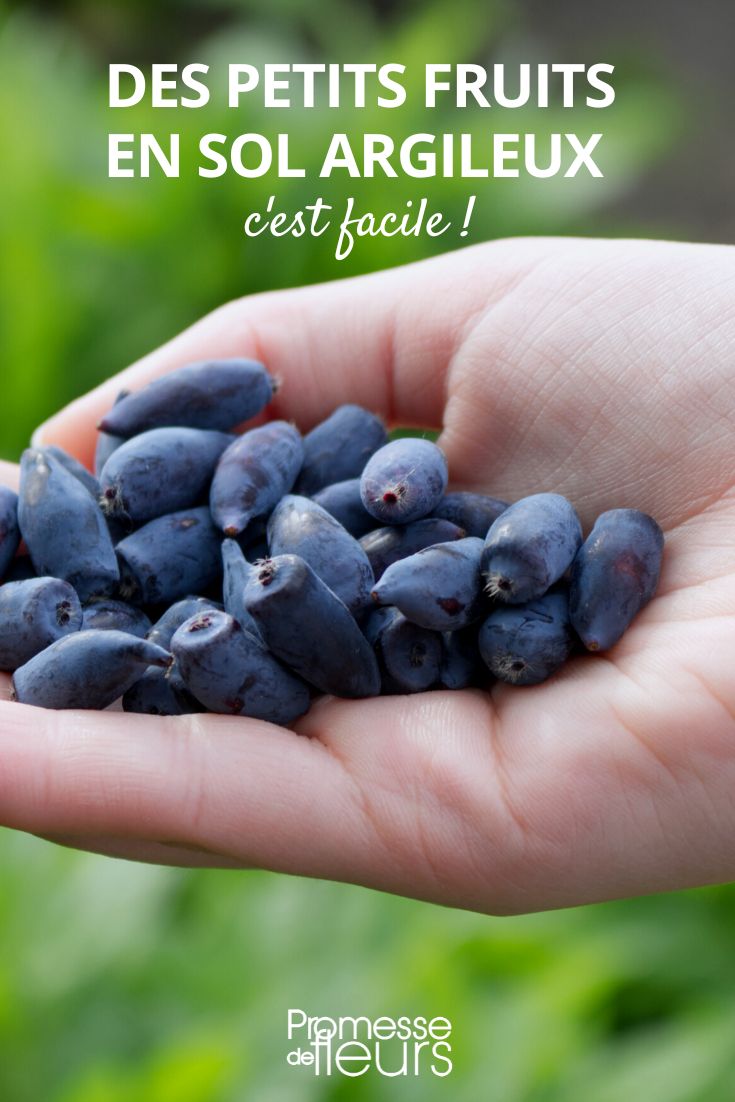 clay soil cultivation of small fruits