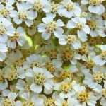 5 White Achilleas to Have in Your Garden