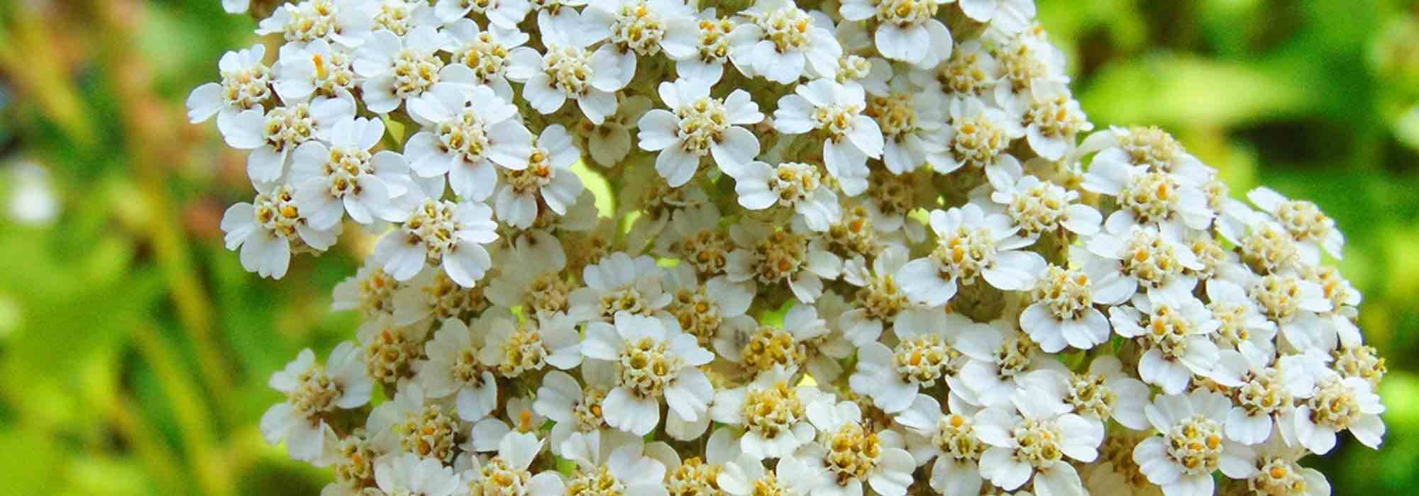 5 White Yarrow Varieties to Have in Your Garden