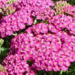 7 pink achilleas to have in your garden