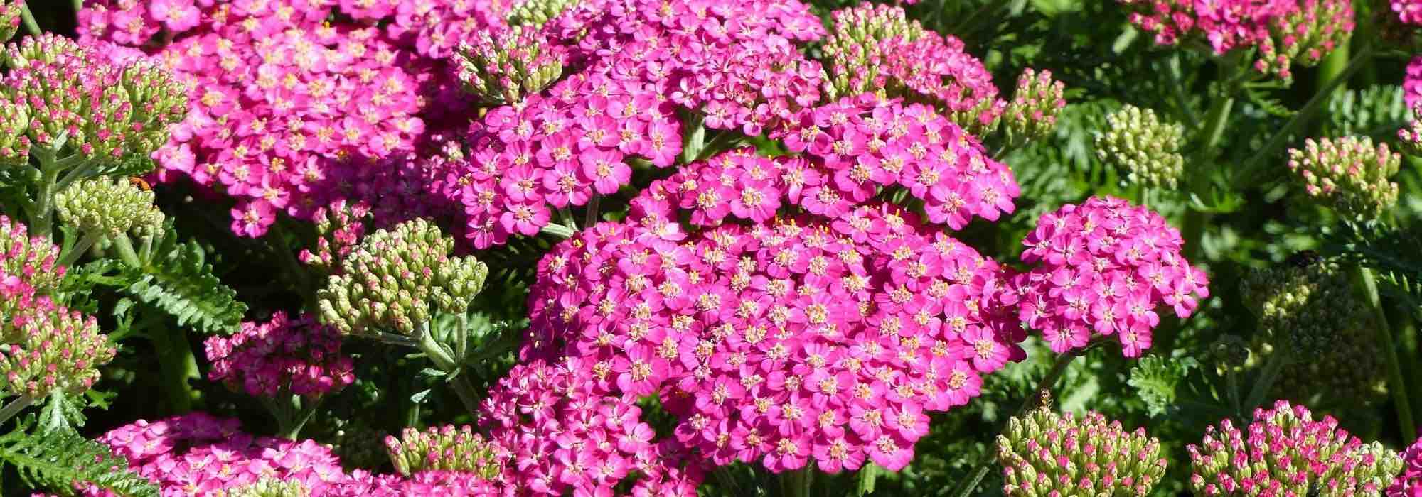7 pink achilleas to have in your garden