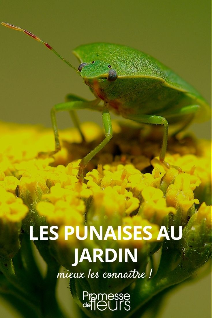 Garden Bugs plant bugs