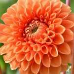 Discover the best ball dahlias