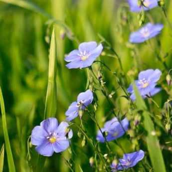 Sowing flax seeds: tutorial