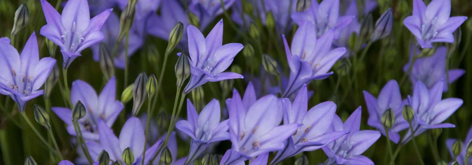 Triteleia - Brodiaea: Planting, Growing and Caring for Your Young Plants