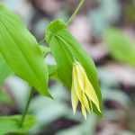 Uvularia: Planting, Growing and Caring