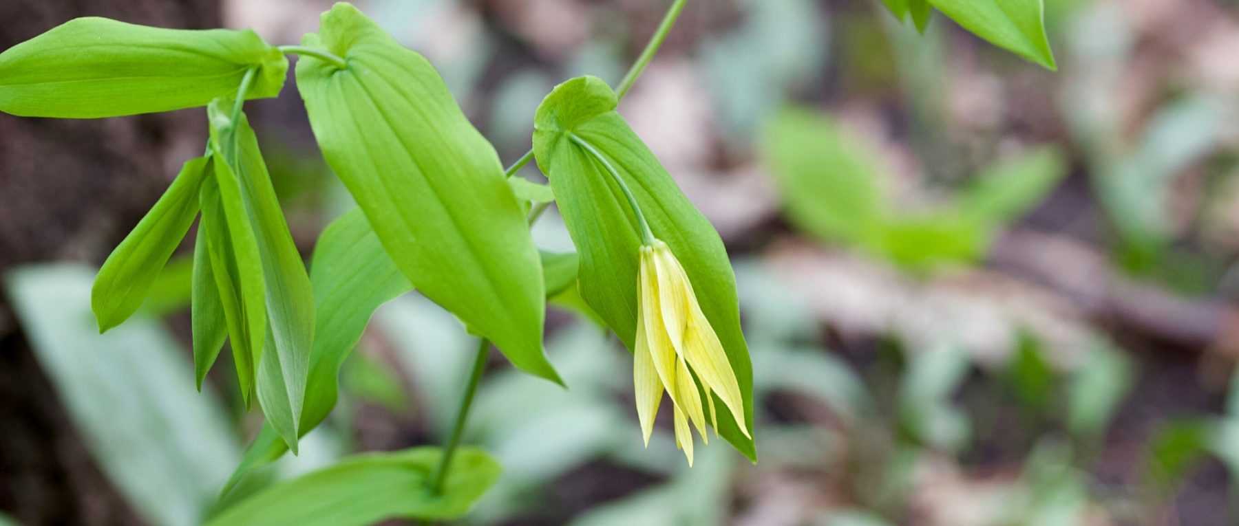 Uvularia: Planting, Growing and Caring