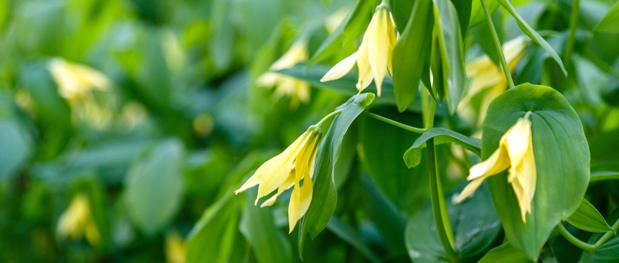 Associating Uvularias