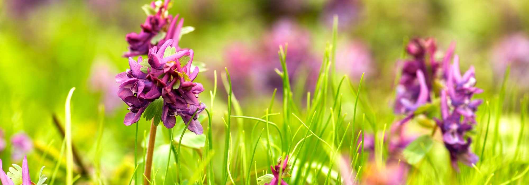 Associate the bulbous Corydalis