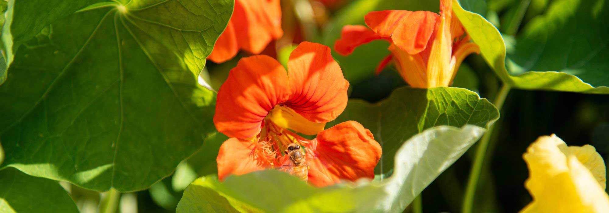 Associate nasturtiums