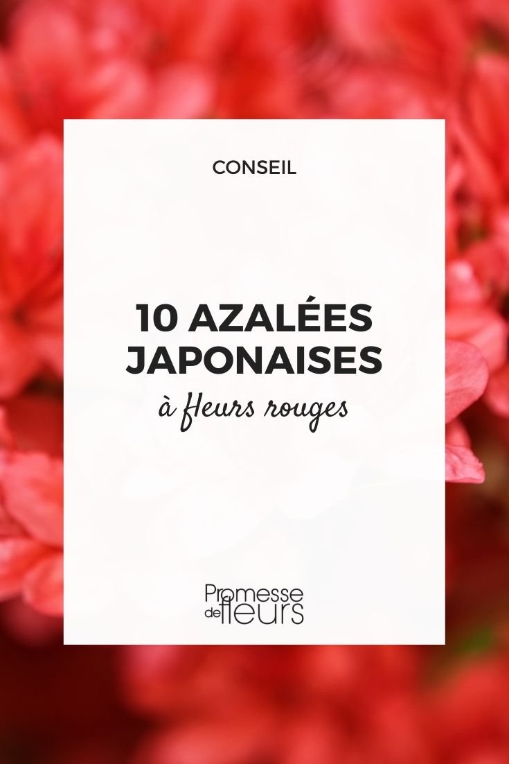 Japanese red azalea