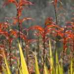 Chasmanthe - Planting, Growing and Caring