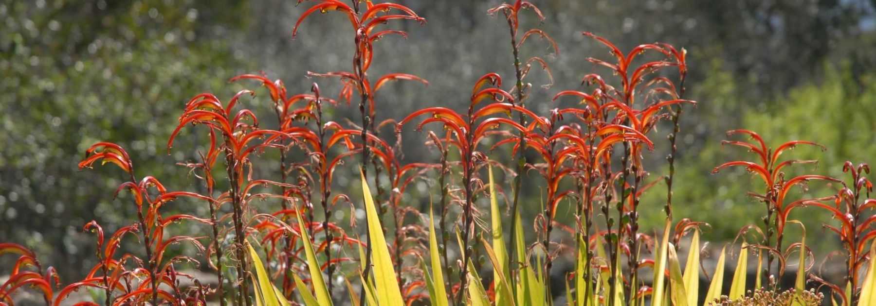 Chasmanthe - Planting, Growing and Caring