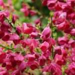 How to choose a Broom?