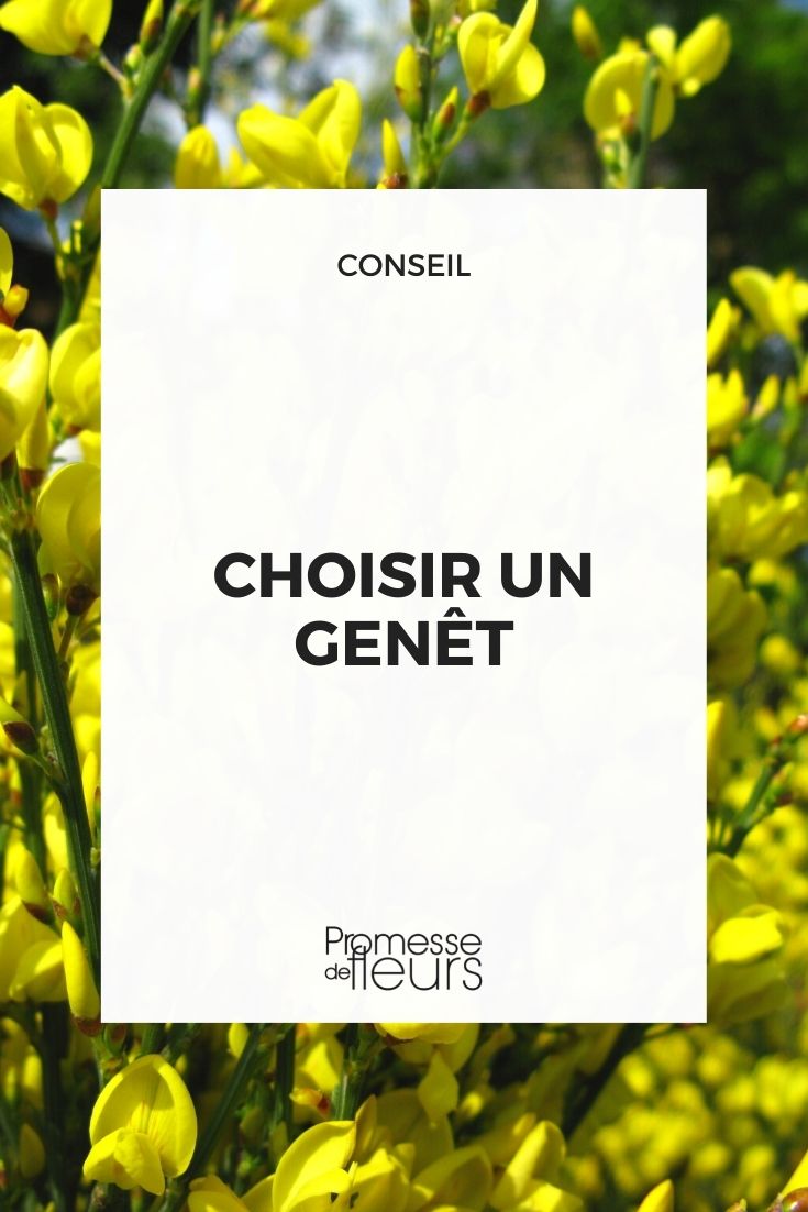 genet-cytisus: our buying guide