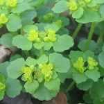 Chrysosplenium or Golden Saxifrage: Planting, Growing and Care