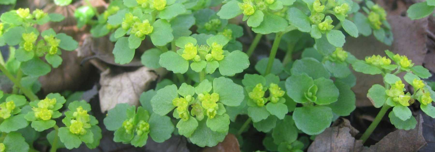 Chrysosplenium or Golden Saxifrage: Planting, Growing and Care