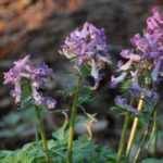Bulbous Corydalis: Planting, Growing, and Care