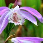 Growing a Pleione in a pot