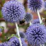 Associate the Echinops
