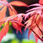 Atypical Japanese Maples