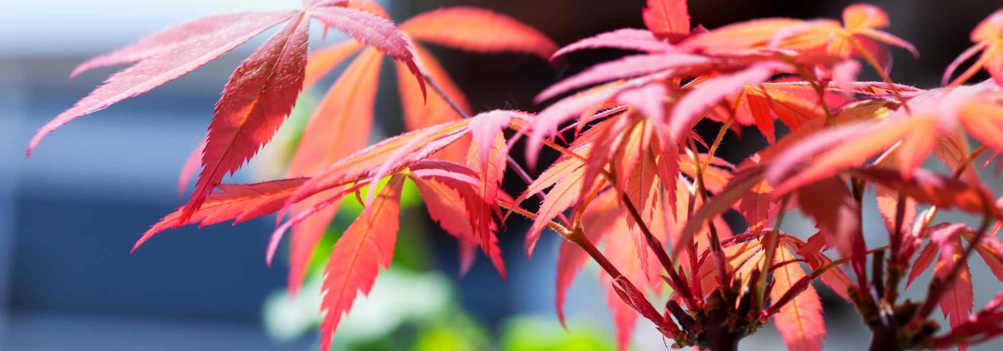 Atypical Japanese Maples