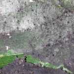 What is sooty mould?