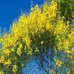6 ideas for pairing broom plants