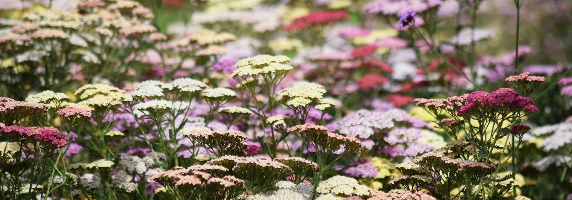 The most beautiful yarrow