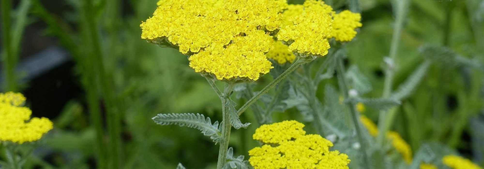 8 yellow achilleas to have in your garden