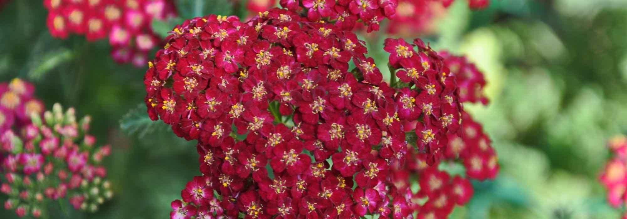 7 red achilleas to have in your garden