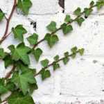Party wall: What to plant?
