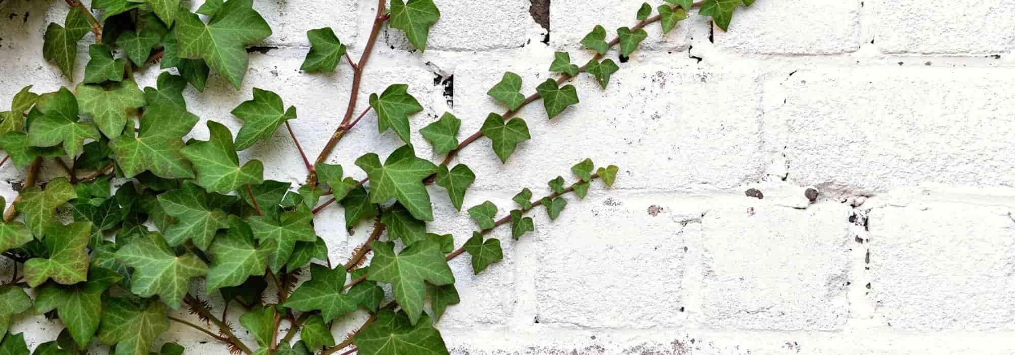 Party wall: What to plant?
