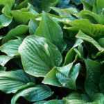 Hostas: the reliable choices
