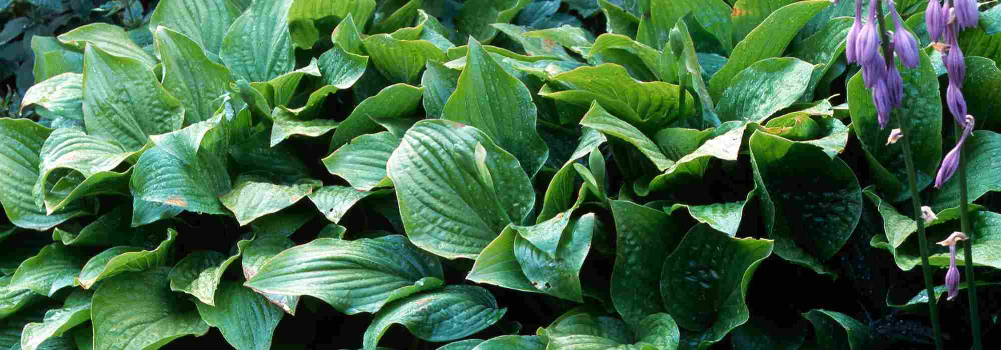 Hostas: the reliable choices