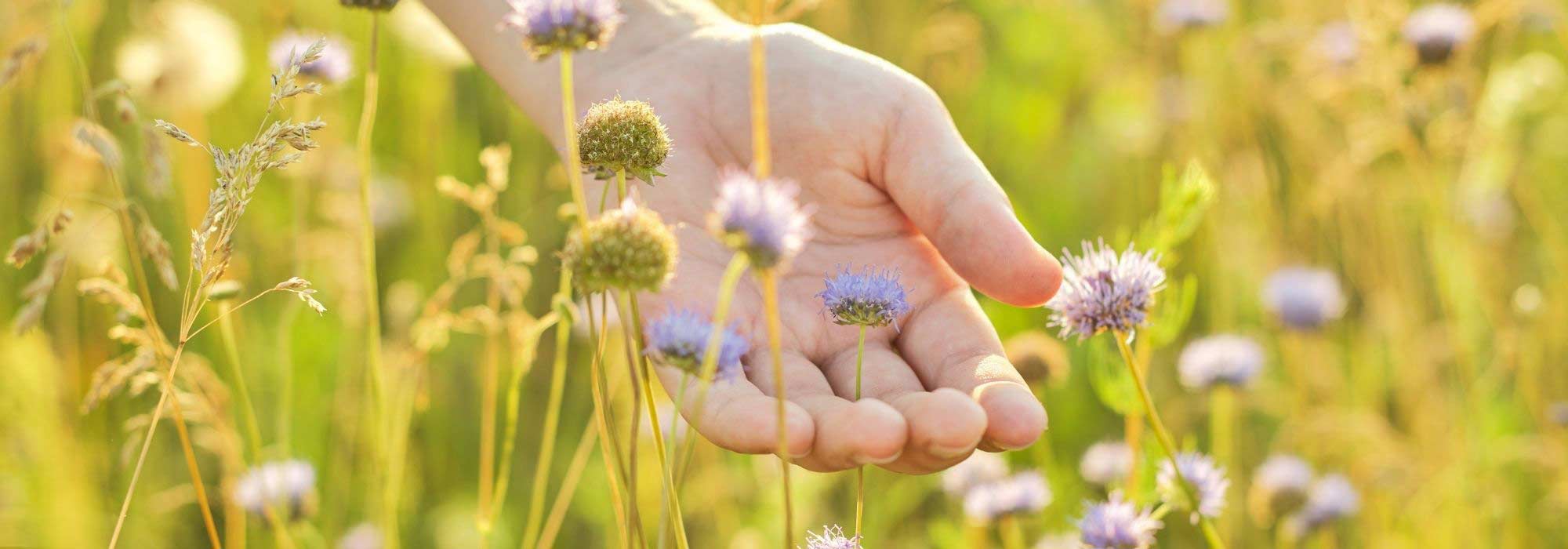 Create a sensory garden