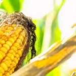 10 corns to grow in the vegetable garden