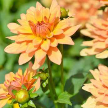Multiplying Dahlias: The Right Techniques